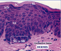 Epidermal Layers