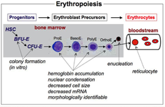 Erythropoiesis