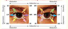 Extraocular Eye Muscles