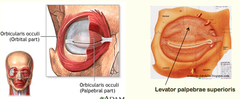 Eyelid Muscles