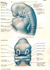 Facial Growth