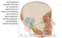 Facial Nerve (CN VII)