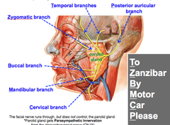 Facial Nerve