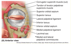 Fascia of the Eyelid