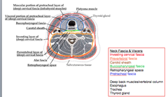 Fascial Planes of the Neck