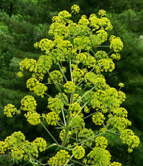 Ferula assa-foetida:common name and origin