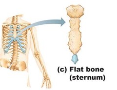 flat bone