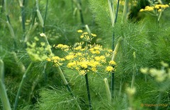 Foeniculum vulgare: common name and origin