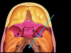 foramen