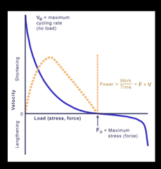 Force-Velocity Relationship