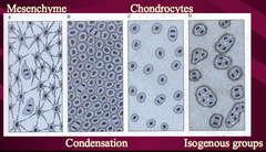 Formation of Cartilage