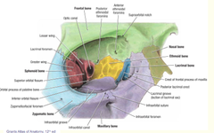 Frontal Bone in the Orbit