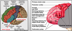 Frontal Lobe Subdivisions - Motor Cortex