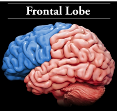 Frontal Lobe