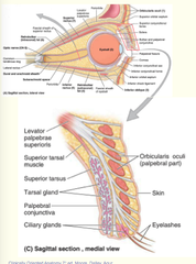 Glands in the Eyelid