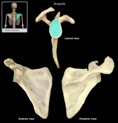 glenoid fossa