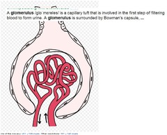 glomerul/o