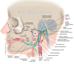 Glossopharyngeal Nerve (CN IX)