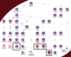 Granulocyte Lineage