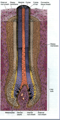 Hair Follicle