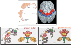 Homonculus: Somatotopic Mapping