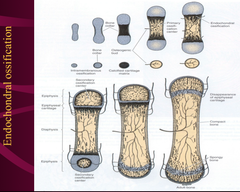 How is bone made?