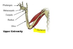 humer/o