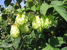 Humulus lupulus: Common name and plant description