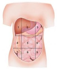 hypogastric