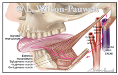 Hypoglossal Nerve (CN XII)