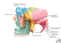 Infratemporal Fossa