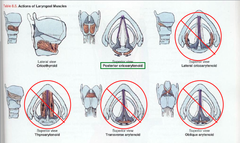 Innervation of Laryngeal Muscles