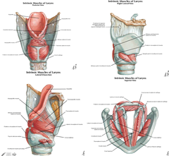 Intrinsic Laryngeal Muscles