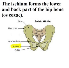 ischi/o