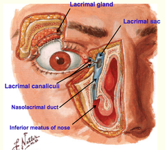 Lacrimal Apparatus