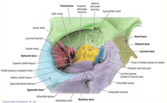 Lacrimal bone in the orbit