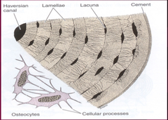 Lamellar Pattern of Bone