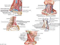 Lateral Cervical Region