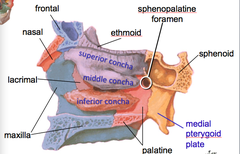 Lateral Wall of Nasopharynx