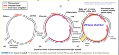 Layers of eyeball