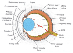 Lens Development