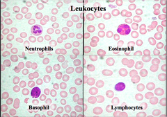 Leukocytes