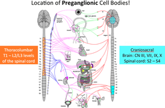 Location of Preganglionic Cell Bodies (Sympathetic vs. Parasympathetic)