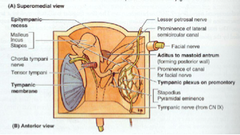 Malleus