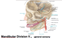 Mandibular Division (V3)