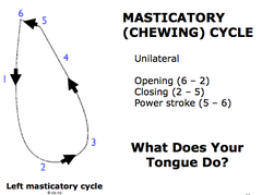 Masticatory (Chewing) Cycle