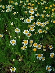 Matricaria recutita: Common name and plant description