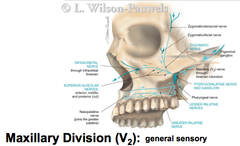 Maxillary Division (V2)