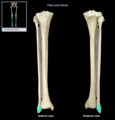 medial malleous