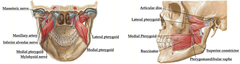 Medial pterygoid